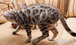 Bengal cat silber rosetted